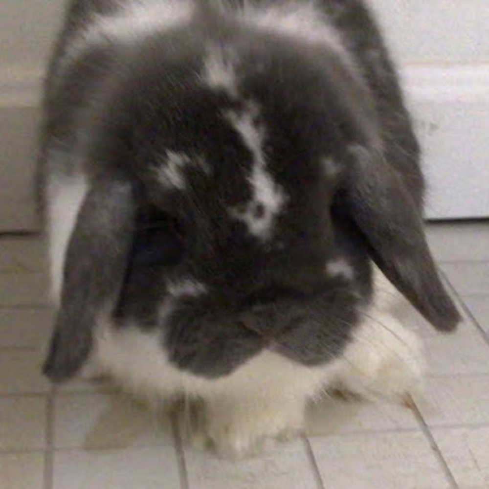Meet your Posher, Maya